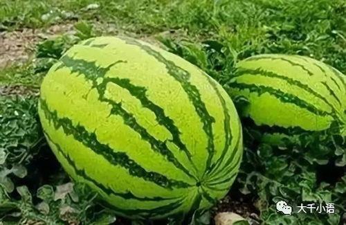 吃瓜能吃饱吗,揭秘日常零食的饱腹之谜