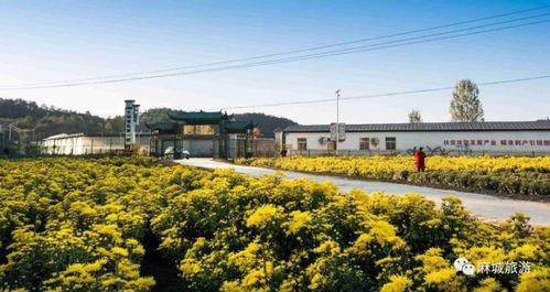 麻城龟山网红玩的,网红打卡新地标，探寻古韵与现代交融的魅力