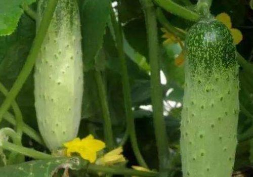 人流可以吃蜜瓜吗,蜜瓜食用指南