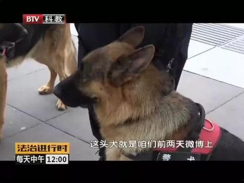明星见到警犬视频,明星与忠诚卫士的温馨互动瞬间