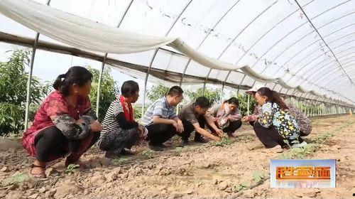 吃瓜少女做丁丁糖,丁丁糖制作记