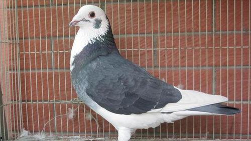 鸽子爆料亲生父母视频大全,鸽子爆料亲子视频大合集