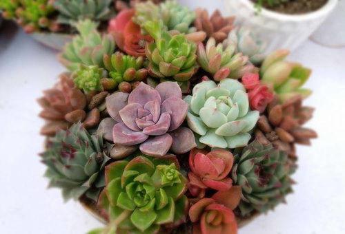 如何打造网红多肉村庄,创意农业与乡村振兴的融合之路