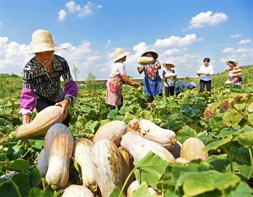 51瓜姐吃瓜基地