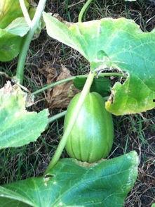 吃瓜专属论坛怎么进